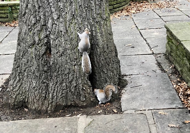 Squirrels in Myddelton Square Gardens