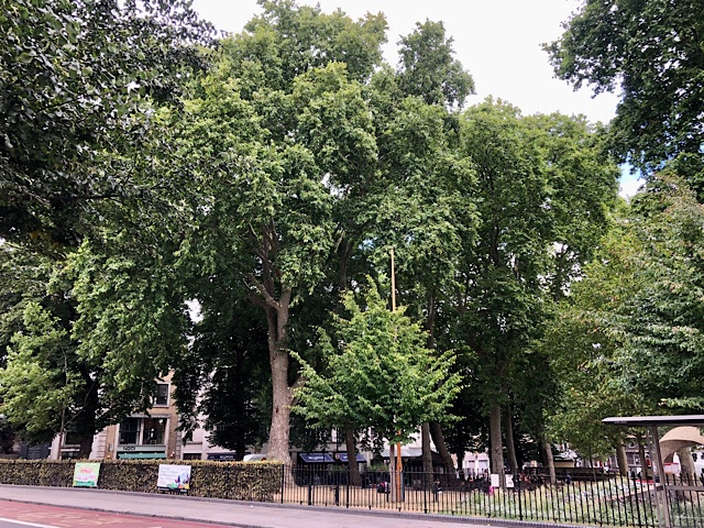 Lovely trees, Islington Green